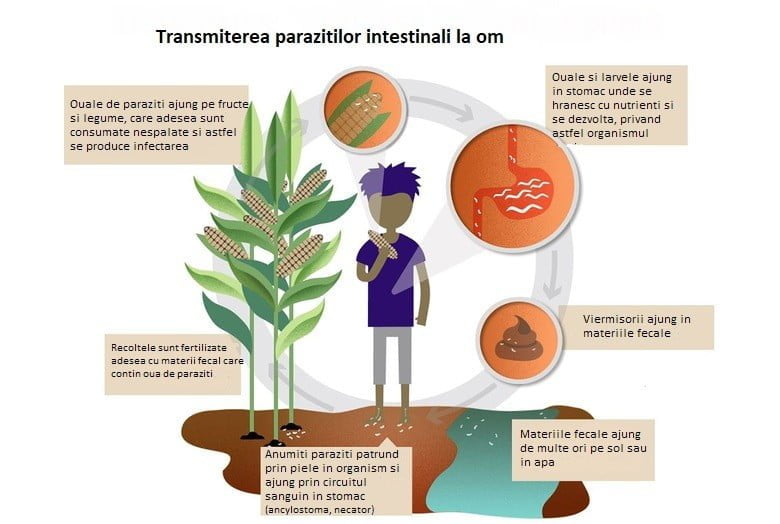 ce sunt parazitii intestinali