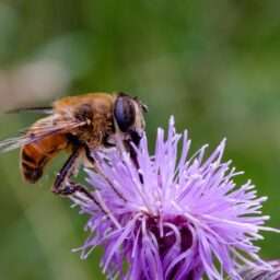 alergie la albina viespe